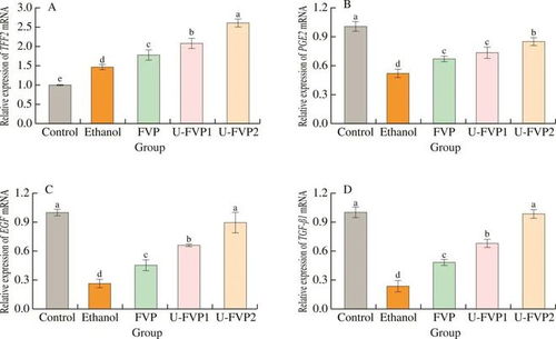 超聲改性提升金針菇多糖對GES-1細胞乙醇損傷的保護活性研究