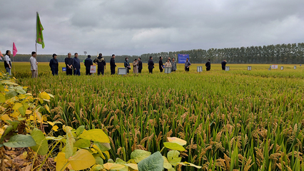 連云港 味“稻”里有多少科技含量？農(nóng)業(yè)技術(shù)研究揭秘