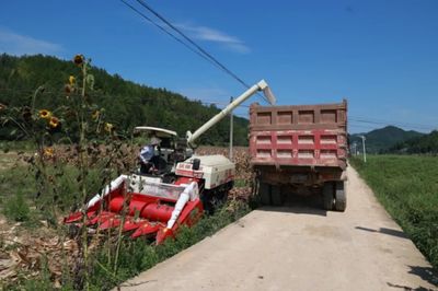 科技助力，省州專家團(tuán)隊(duì)赴施秉縣開展中低產(chǎn)田產(chǎn)能提升與玉米大豆復(fù)合種植測(cè)產(chǎn)工作