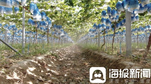 獨(dú)立調(diào)查 陽光玫瑰價(jià)格滑坡背后的技術(shù)革新與市場(chǎng)挑戰(zhàn)