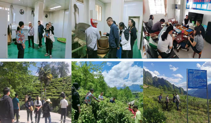 規范專用標志使用 助力特色品牌發展——怒江州農業技術推廣中心扎實推進老姆登茶地理標志產品專用標志核準審查工作